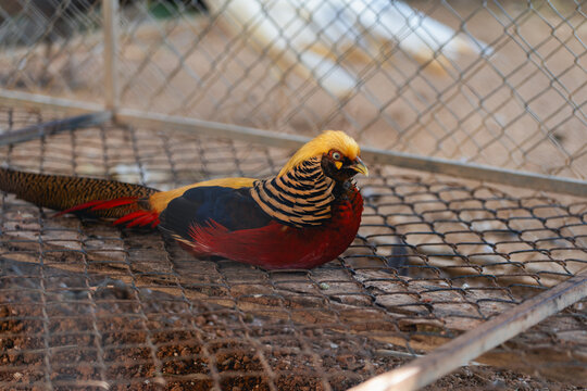 Colorful bird with vibrant yellow, black, and red feathers resting on a wire mesh in a natural setting
