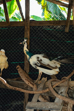 Exotic peacock perched on wooden branch inside a rustic enclosure with banana leaves and wire mesh background