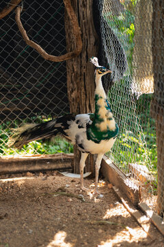 Elegant Great Argus Bird Standing Inside Enclosure with Natural Light and Vegetation