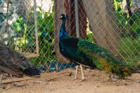 Colorful Peafowl Walking on Ground Inside Enclosure with Green Foliage and Wooden Fence in Background