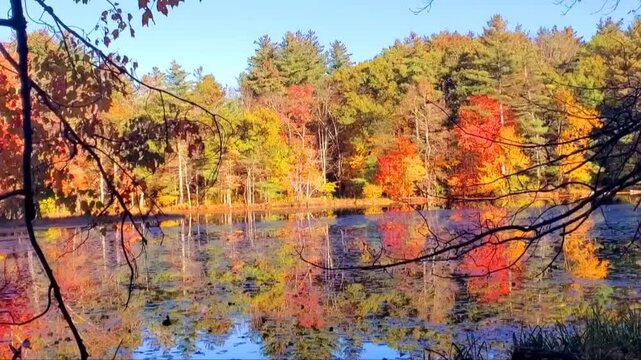 Breathtaking Panoramic View of Vibrant Autumn Foliage Perfectly Mirrored on a Calm Lake