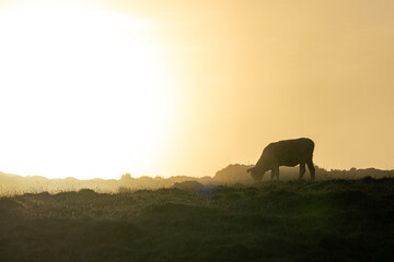 Silhouette of cow grazing on hilltop in golden sunset haze, Galicia, Spain © FelixB