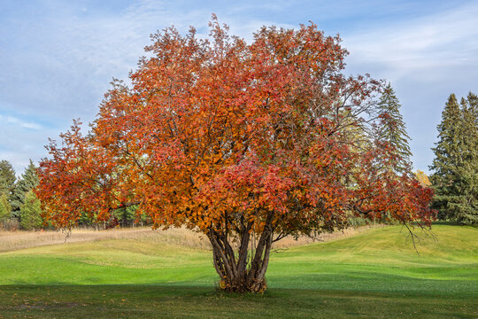 Vibrant Autumn Tree with Red and Orange Foliage on a Green Golf Course
