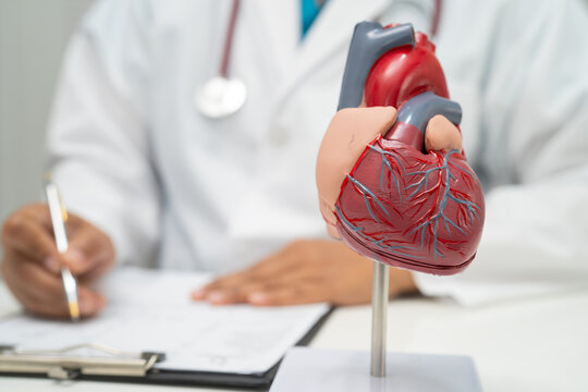 Cardiovascular disease CVD, doctor with heart human model anatomy for treatment patient in hospital.