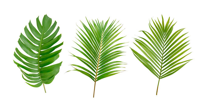 Palm and Monstera green leaf tropical plant isolated on white.
