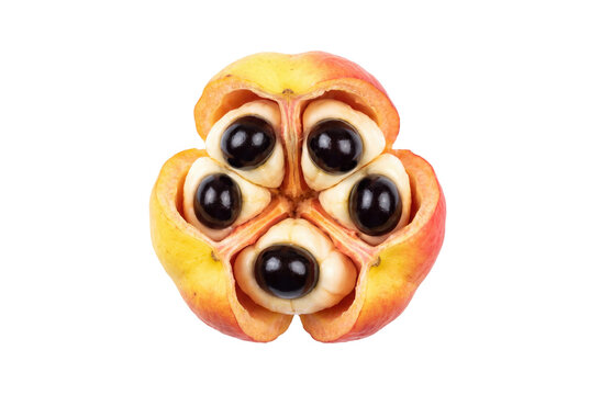 Tropical ackee fruit, ripe jamaican fruit, exotic arils. isolated on Transparent Background