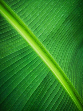 Macro close-up of lush green tropical banana leaf texture and parallel veins