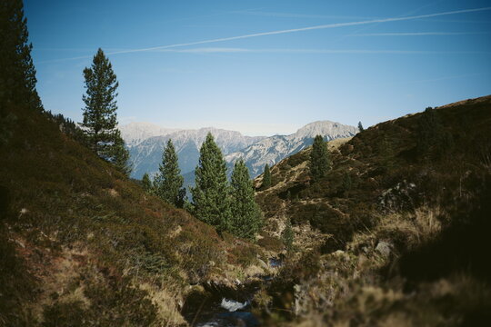 Alpiner Zirbenwald im Tiroler Pitztal - Vintage Premium Look