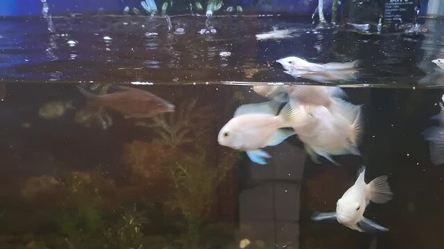 Group of Platinum White Polar Parrot Cichlid Fish Eating Floating Pellets at Aquarium Water Surface