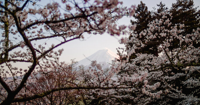 Fujiyoshida, Yamanashi Prefecture, Japan - 15 April 2025: View of Mount Fuji framed by blooming cherry blossoms at Chureito Pagoda, with soft spring light on the snow-capped peak.