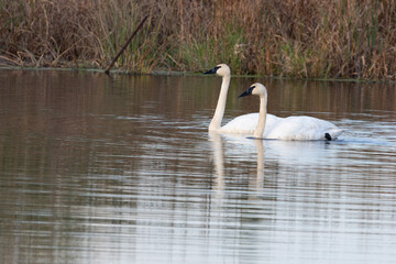 Two Trumpeter Swans Swimming Together in Calm Wetland Water © Christine Donnelly