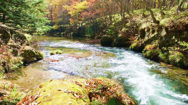 栃木県日光市　秋の紅葉に染まる奥日光を流れる湯川