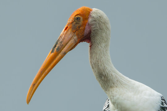 Close-up isolated Painted stork (Mycteria leucocephala) head standing on branch tree and looking fish in the lake.Wildlife bird photography concept.