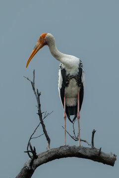 Isolated Painted stork (Mycteria leucocephala) standing on branch tree and looking fish in the lake.Wildlife bird photography concept.