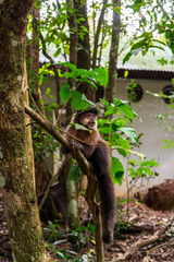 Wild capuchin monkey sitting on a tree branch in the jungle of Iguazu National Park, Argentina © AS.UNTERREINER