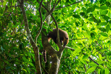 Wild capuchin monkey sitting on a tree branch in the jungle of Iguazu National Park, Argentina © AS.UNTERREINER