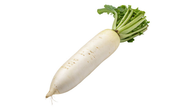 Fresh raw white daikon radish root vegetable with green tops isolated on transparent background.