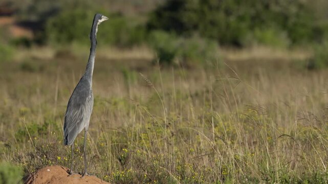 A juvenile black-headed heron (Ardea melanocephala) forages while standing still and gently swaying its neck and body in grassland near Gqeberha, Eastern Cape, South Africa.