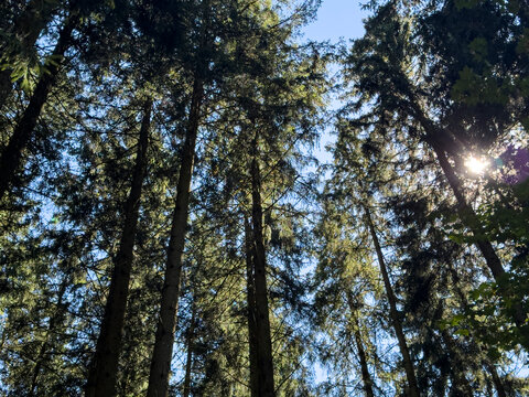 Low angle view of sun shining through the dense canopy of a tall evergreen forest on a clear day.