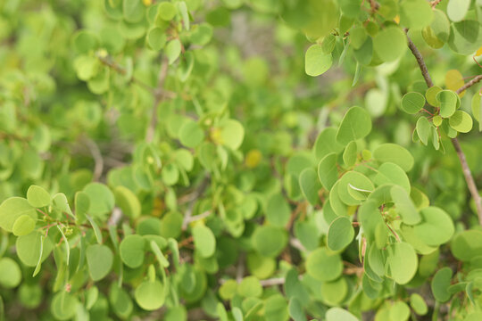Close-up of fresh, lush green leaves on a bush, with a soft, natural bokeh background.