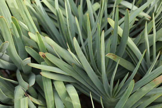 Detailed view of healthy, long green leaves of a succulent plant, creating a natural pattern.