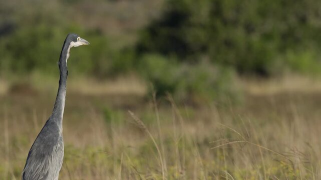 A juvenile black-headed heron (Ardea melanocephala) forages while standing still and gently swaying its neck and body in grassland near Gqeberha, Eastern Cape, South Africa.
