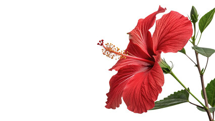 Vibrant red hibiscus flower blooming gracefully on a fresh green branch isolated on transparent background. © Gabriel