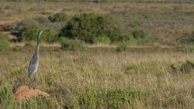 A juvenile black-headed heron (Ardea melanocephala) forages while standing still and gently swaying its neck and body in grassland near Gqeberha, Eastern Cape, South Africa.