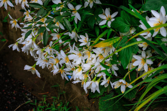 White Rain Lilies Blooming by the Roadside After Rain