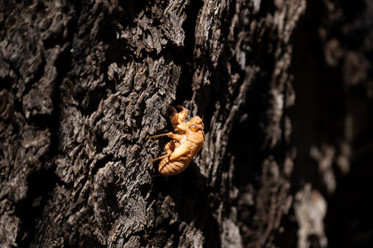 Close-up shot of an amber-colored cicada nymph shell (exuvia) left behind after molting.