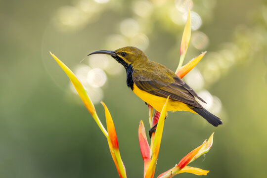 Olive-backed Sunbird - Cinnyris jugularis, small yellow and black sunbird from Southeast Asian gardens and woodlands, Queensland, Australia.