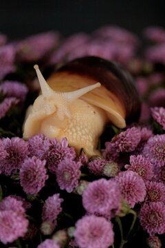 snail on leaf
