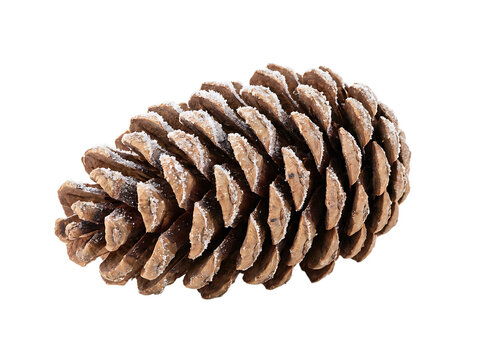 Detailed pinecone with frost covered scales isolated on transparent background