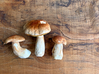 seta hongo boletus tres unidades limpios  sobre una mesa de madera país vasco IMG_9802-as26 © txakel