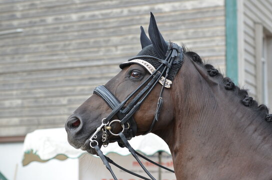 Dressurpferd mit Kandare