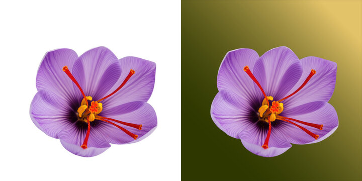 A vibrant purple saffron flower with long red stamens and yellow pollen, isolated on a white background, representing nature and botany