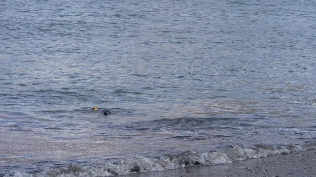King penguins step into the small surf, lower their bodies into the water and swim away from a South Georgia beach.