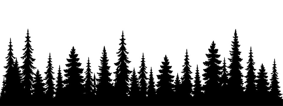 Dense evergreen forest silhouette