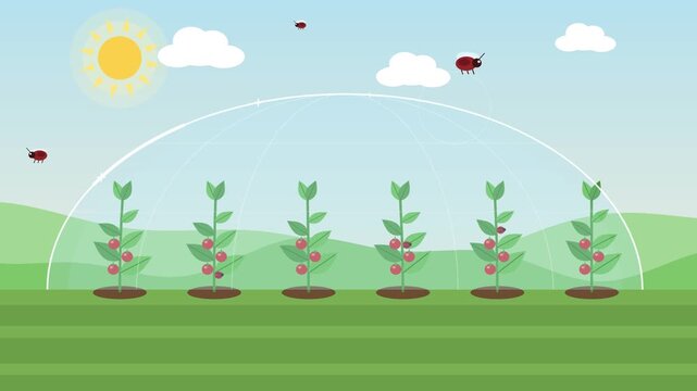 transparent protective dome forming over tomato plants while insect pests are repelled and ladybugs help the crop. Concept for pest control, integrated pest management, crop protection and food safety