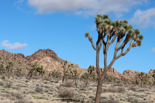 Joshua Tree Woodland is a meritorious ecotype consisting principally of Yucca Brevifolia, and spans arid sites such as the Little San Bernardino Mountains, Southern Mojave Desert.