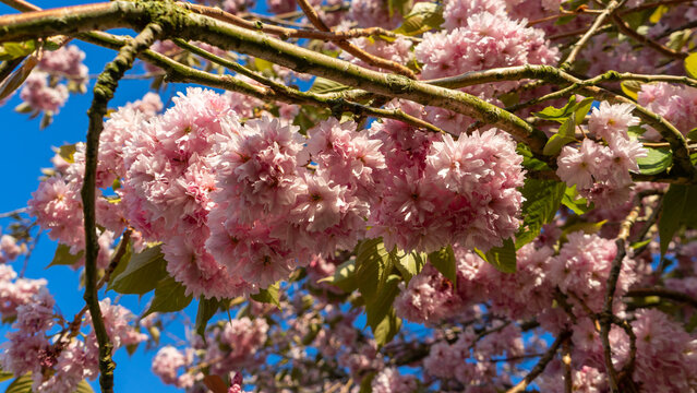 The lush pink flowers of the Japanese cherry (sakura), variety Prunus Kanzan, which is distinguished by its dense, double blossoms
