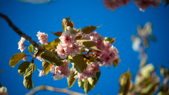 The lush pink flowers of the Japanese cherry (sakura), variety Prunus Kanzan, which is distinguished by its dense, double blossoms on a blue sky
