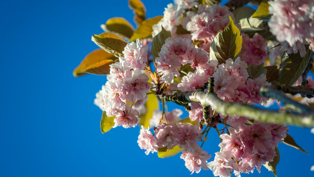 The lush pink flowers of the Japanese cherry (sakura), variety Prunus Kanzan, which is distinguished by its dense, double blossoms on a blue sky