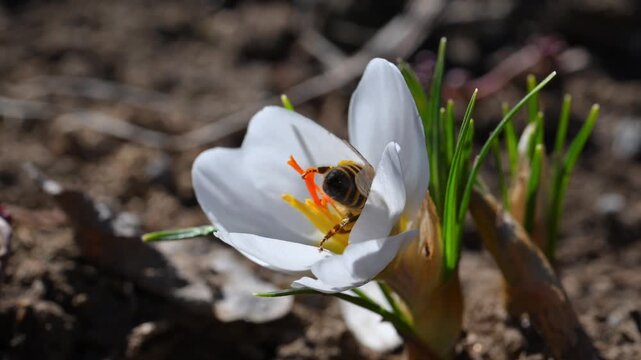 A honey bee (Apis mellifera) collects nectar and pollen inside a white crocus flower (Crocus sp.), photographed in early spring in Ukraine.