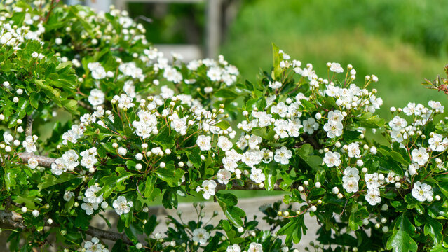 Common hawthorn (Crataegus monogyna, also known as prickly hawthorn or white hawthorn), with dense, corymb-like clusters of white flowers in the spring 