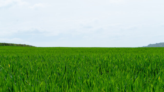 A young, green field with lush stalks of agricultural cereal crops. A field of green grass on a sunny day