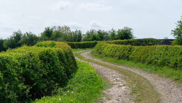 A picturesque dirt country road winding between green hedgerows and fields under a cloudy sky