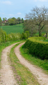 A rural dirt or gravel path running between dense, tall green hedges and fields in the countryside