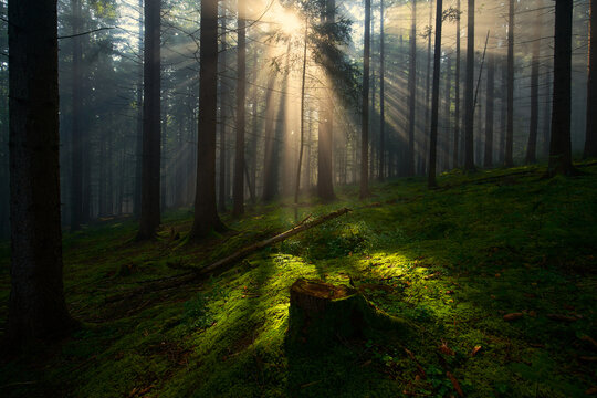 Sun Rays Piercing Through Foggy Evergreen Forest with Mossy Ground