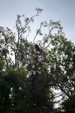 Bald eagle on a tree in Homer, Alaska